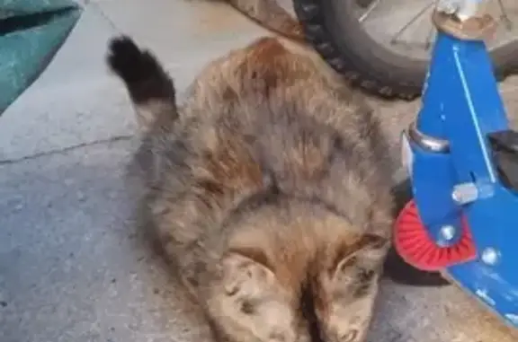 Chat trouvé à Folschviller - photo