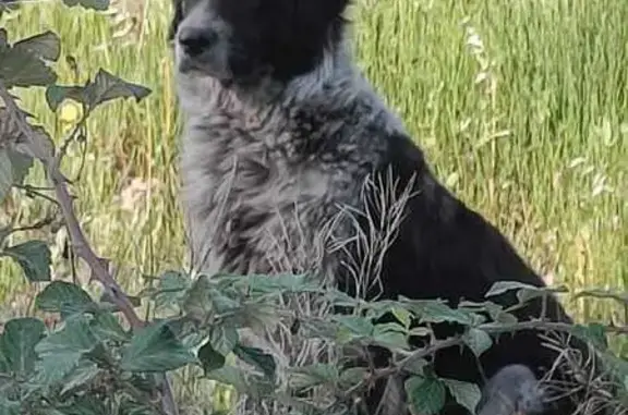 Chien errant près de la voie ferrée - photo