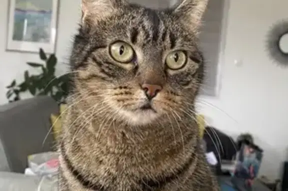 Chatte tigrée disparue à Cruet - photo