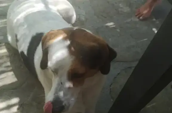 Chien trouvé , photo: Chienne bicolore trouvée au village