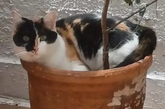 Gatita Calicó Perdida en Madrid - ¡Ayuda!