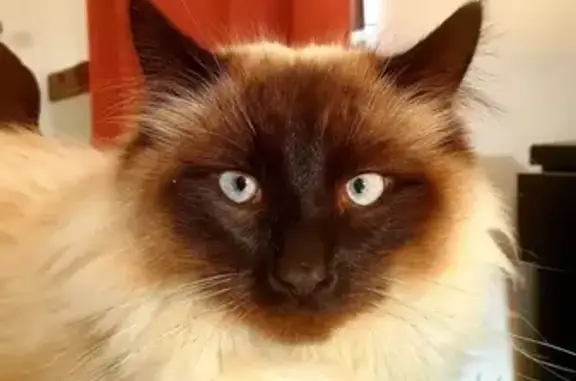 Chat Ragdoll Nahla Perdu à Gelos - photo