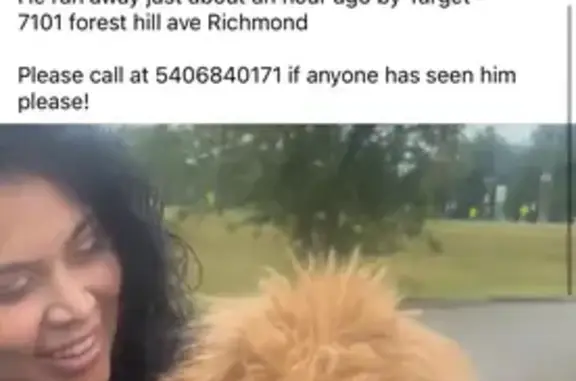 Help Find Ricky: Lost Golden Doodle Puppy!