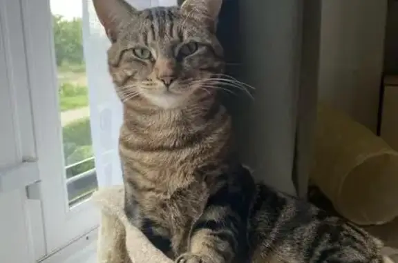 Lost Tabby Cat - White Chin, Ear Tufts | Rural Vale 22