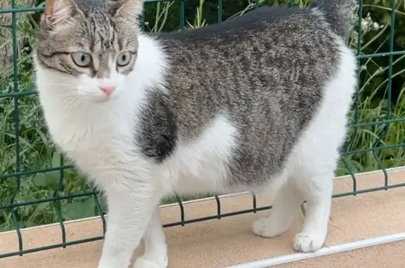 Animaux perdus Béziers, photo: Avis de recherche: Chat Dyzen perdu