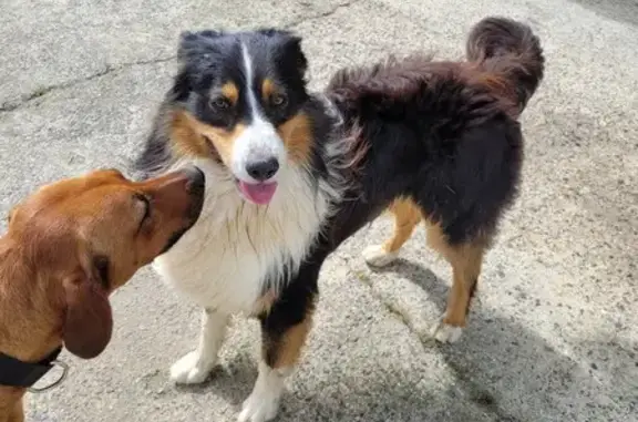 Animaux trouvés , photo: Chien perdu à Kerbors retrouvé