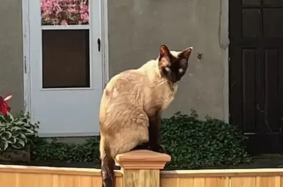 Lost Seal Point Siamese - Prospect St. Help!