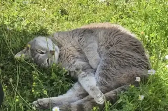 Animaux perdus La Chapelle-sur-Erdre, photo: Chatte BAOU gris tigré perdue