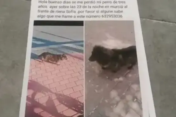 ¡Ayuda! Perro Perdido en Los Ramos - El Prat