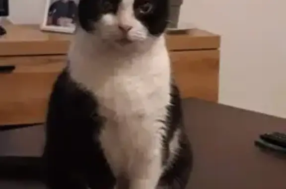 Animaux perdus Bischwiller, photo: Mimisse, chatte perdue, Bischwiller