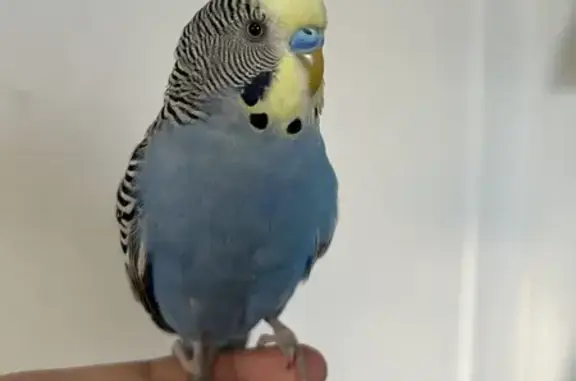 Lost Blue Parakeet on 49th St - Help Find!