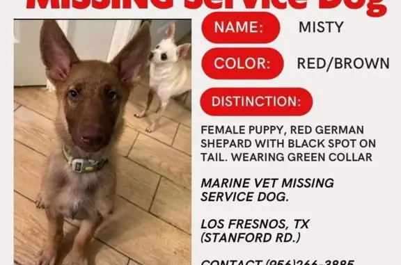 Lost! Female Shepherd with Green Collar - TX