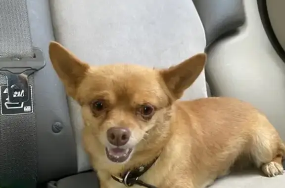 Found Chihuahua in Columbus - Help Reunite!