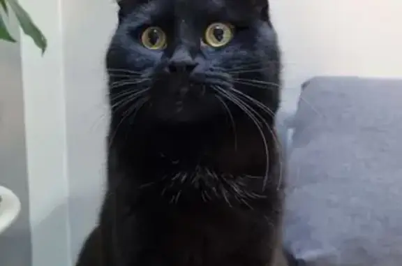 Animaux perdus , photo: Chat Onyx disparu près de Gérardmer