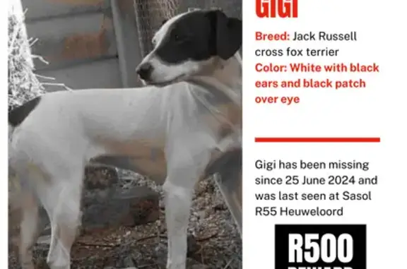 Lost Dog: White & Black Female Terrier - Centurion