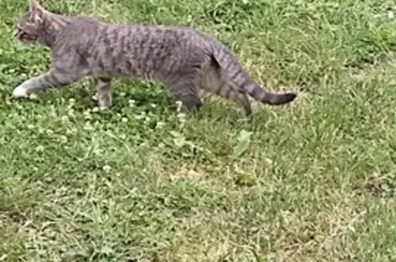 Chat gris perdu à Tours #71 - photo