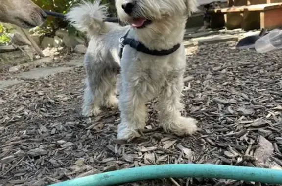 Lost Pup Alert: Curly Tail & Wavy Fur - Chicago