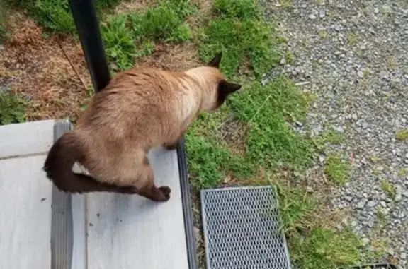 Chat siamois Nini perdu à Plainfaing - photo