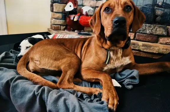 Lost Red Hound in Clarksville - Help Find!