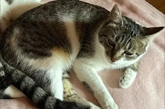 Animaux perdus Thonon-les-Bains, photo: Chatte grise perdue à Thonon