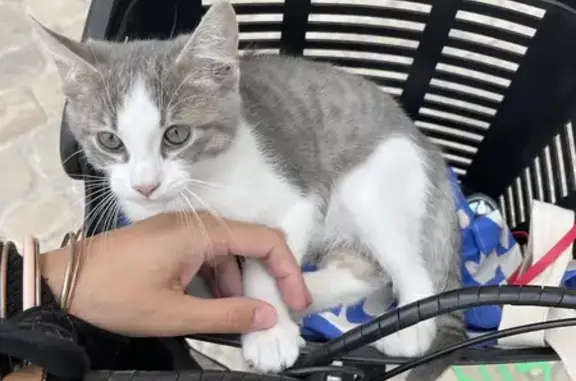 Chaton trouvé près de la vinothèque - photo