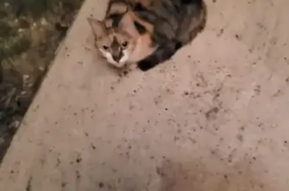 Chatte tricolore trouvée à Boulazac - photo