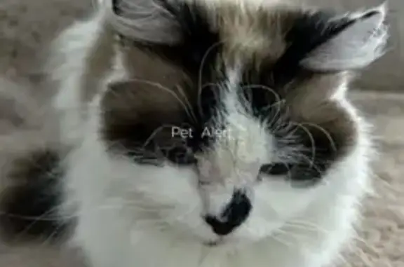 Animaux perdus , photo: Chatte Folah perdue à Vallauris