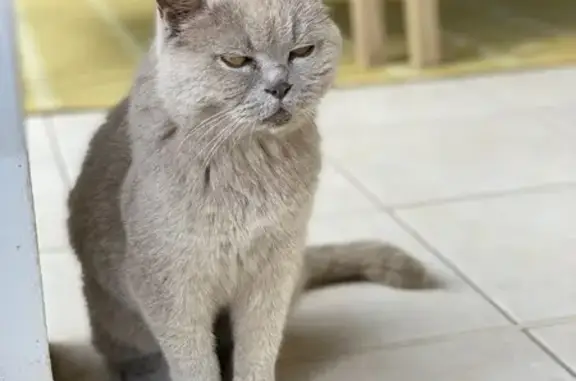 Chatte British trouvée à Cannes - photo