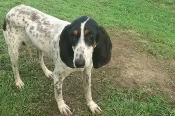 Chienne ariégeoise perdue retrouvée - photo