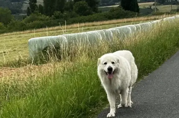 Chien Pyrénéen blanc trouvé - photo