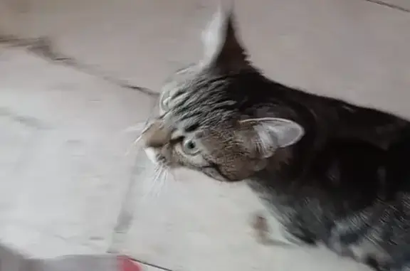 Chatte svelte trouvée au 15e - photo