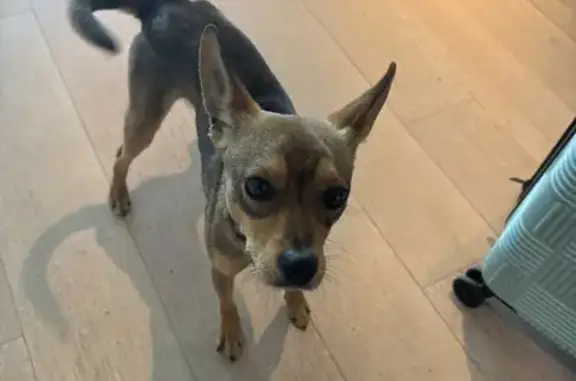 Found! Sweet Chihuahua Mix Near Dunkin'