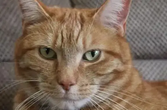Lost Orange Cat Tigger - New Haven Ave Milford