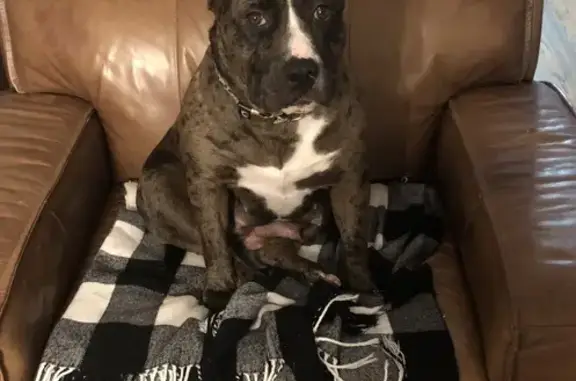 Lost Blue Merle Bully in Irmo - Help Find Vegas!