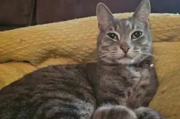 Lost Grey Tabby Cat - Moffatt Court, Adelaide