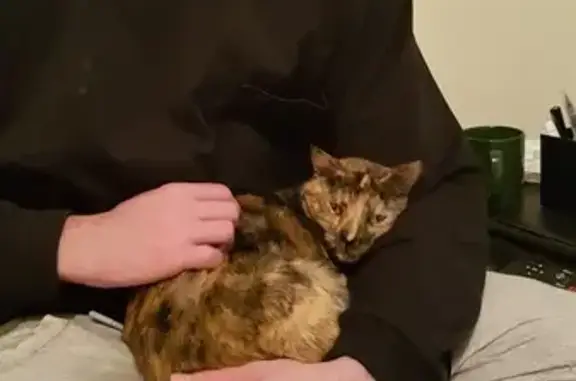 Lost Tortie Cat - Microchipped, Timid - Swan 23