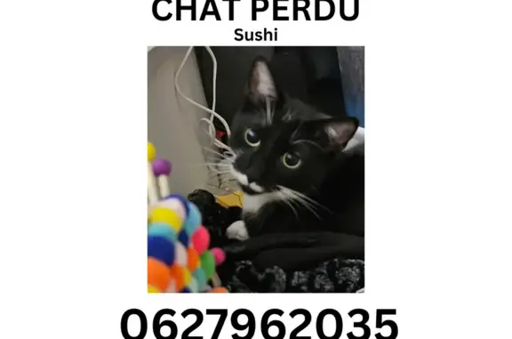 Animaux perdus Nantes, photo: Chat perdu à Talensac, Nantes