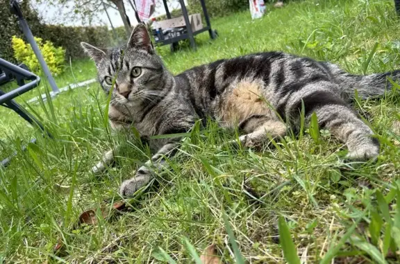 Chat perdu, , photo: Chat Smooky gris-noir perdu