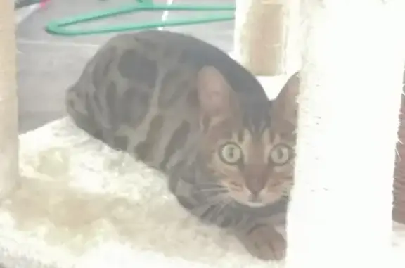 Animaux perdus Saint-Marcel-lès-Valence, photo: Chat Bengal perdu à St-Marcel