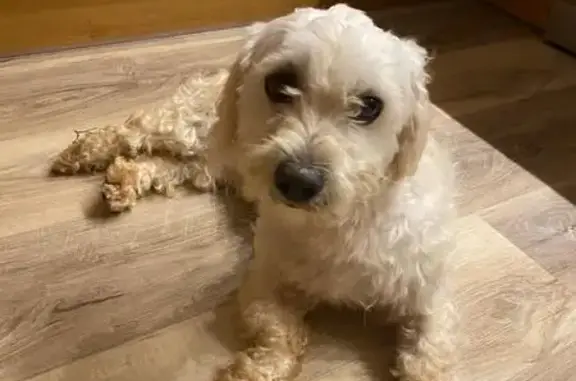 Trouvé: Bichon mâle, Laval-Pradel - photo