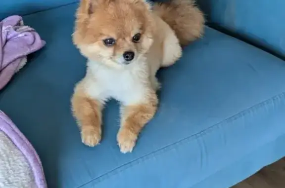 Chien Pomeranian trouvé à Grasse - photo