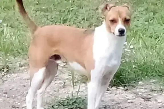 Chien perdu , photo : Alerte: Blue, Jack croisé perdu!