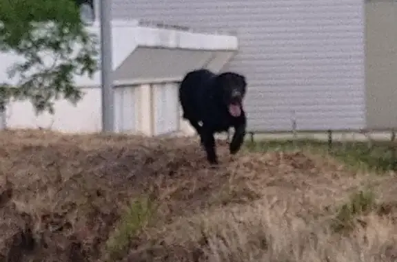 Chien trouvé La Chevrolière, photo: Trouvés: 2 Labradors noirs sociables