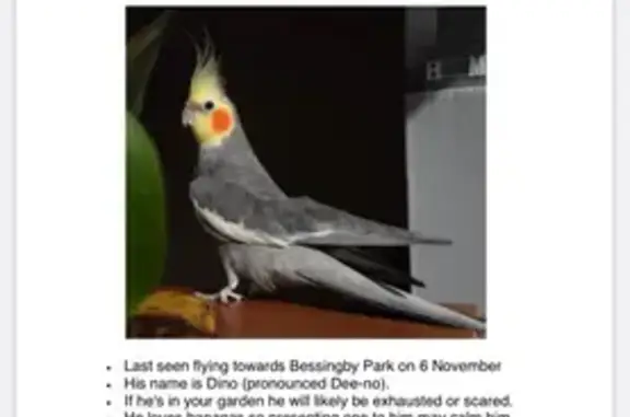 Lost Cockatiel in Pine Gardens - Loves Bananas!