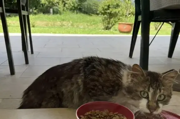 Chat errant maigre à Runhac Bas - photo