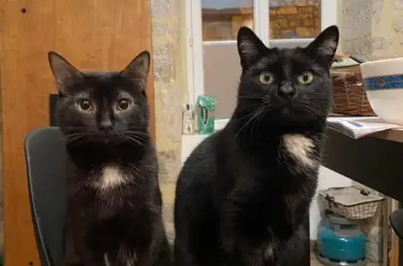Chat perdu, , photo: Disparition de Nello le chat