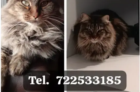 Animales perdidos , foto: ¡Ayuda! Gata Atigrada Negra/Gris Perdida