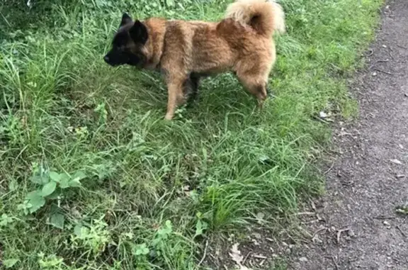 Chien perdu , photo : Eurasier feu perdu, collier rouge