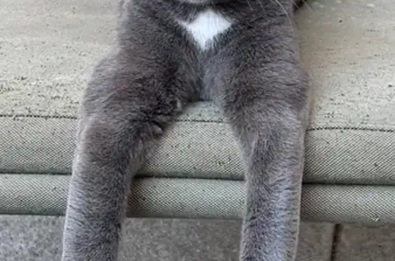 Animaux perdus Montpellier, photo: Chat gris mince perdu, tache losange