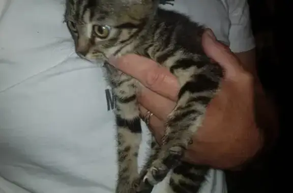 Chat trouvé , photo: Chaton gris rayé trouvé à Jumeaux
